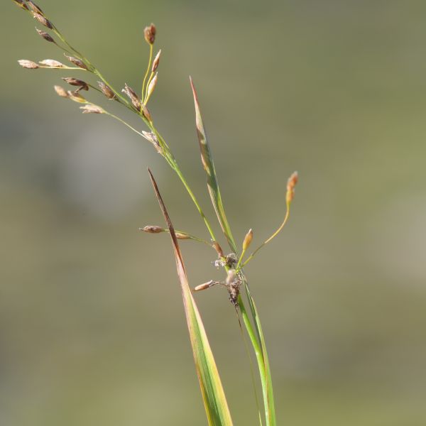 Arctophila fulva Op Lom Finndalen E. Fremstad 8.2012b 56